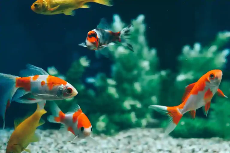 Explore the Best Aquarium Supply Stores Near You