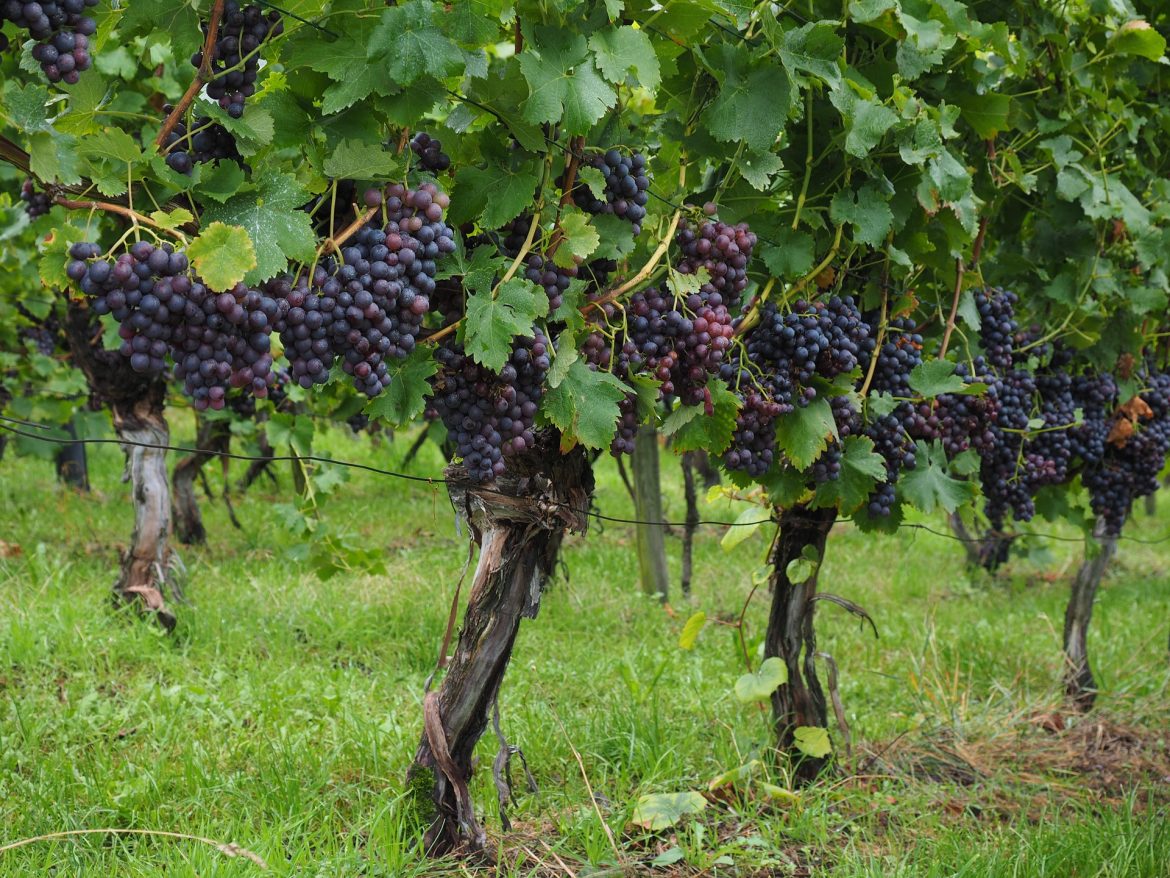 What Is The Capacity Of A Grape Vine?