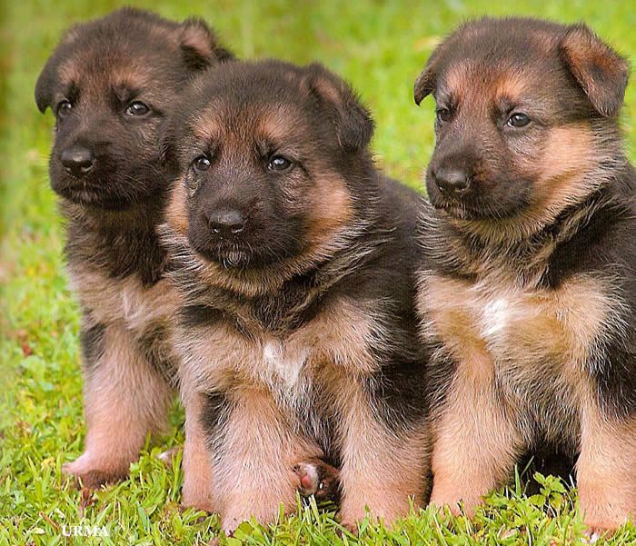 The Ultimate Guide To Purebred German Shepherds